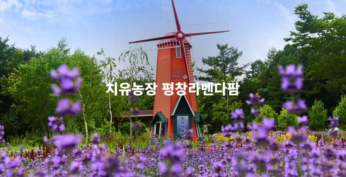 평창라벤다팜 이미지 0