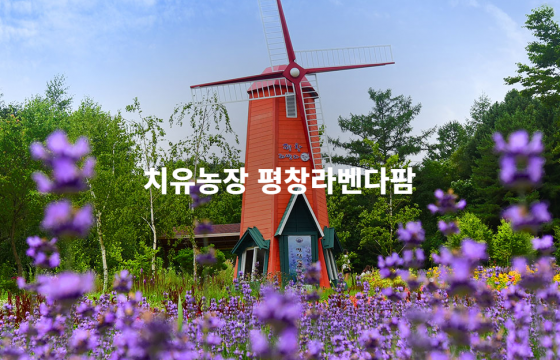 평창라벤다팜
